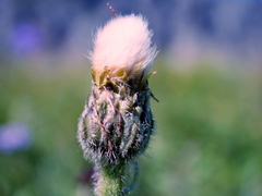 Hypochaeris uniflora