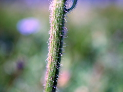 Hypochaeris uniflora