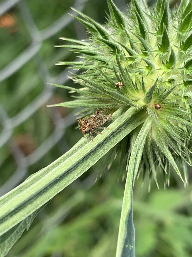 Ilithucia nasuta
