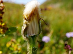 Hypochaeris uniflora