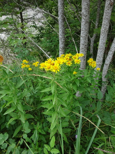 Pentanema helveticum, photograph 4