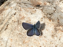 Plebejus idas