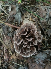 Thelephora caryophyllea