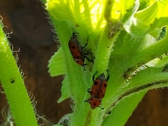 Rhodobaenus