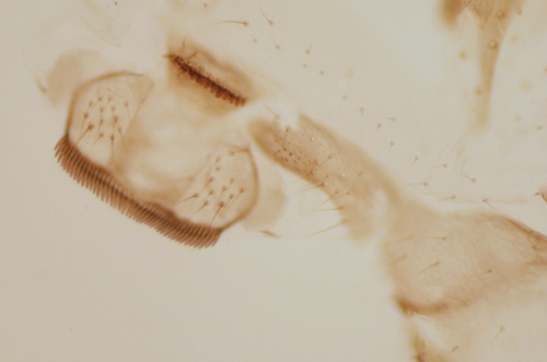 Ectopsocus briggsi, photo 8 of 8