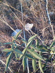 Searsia transvaalensis