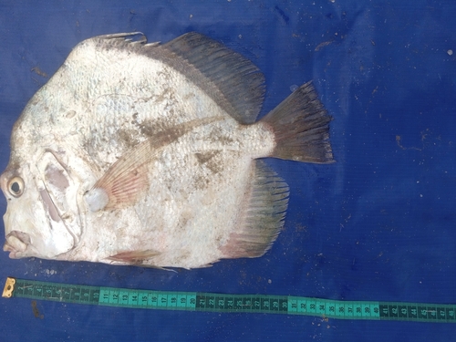African sicklefish (Drepane africana) — Drepaneidae — 4