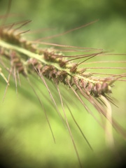 Sporobolus michauxianus