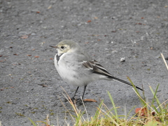 Motacilla alba