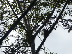 Accipiter striatus ventralis