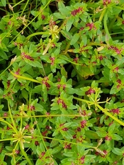 Rotala malampuzhensis