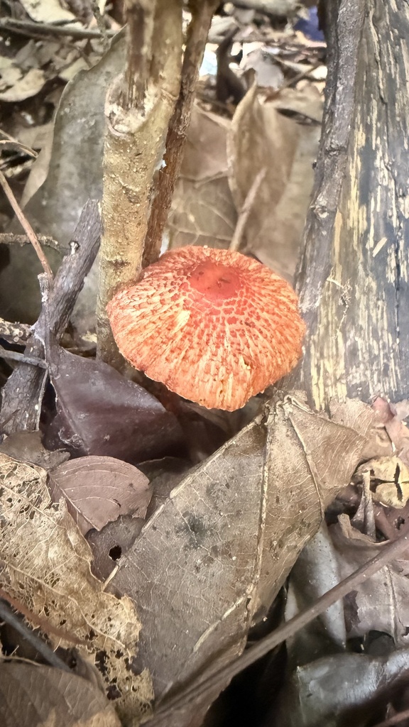 Rugosospora pseudorubiginosa · April 2025 · photo: © sheylarossi (iNaturalist, cc-by-sa)