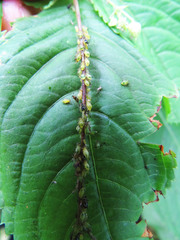 Impatientinum asiaticum