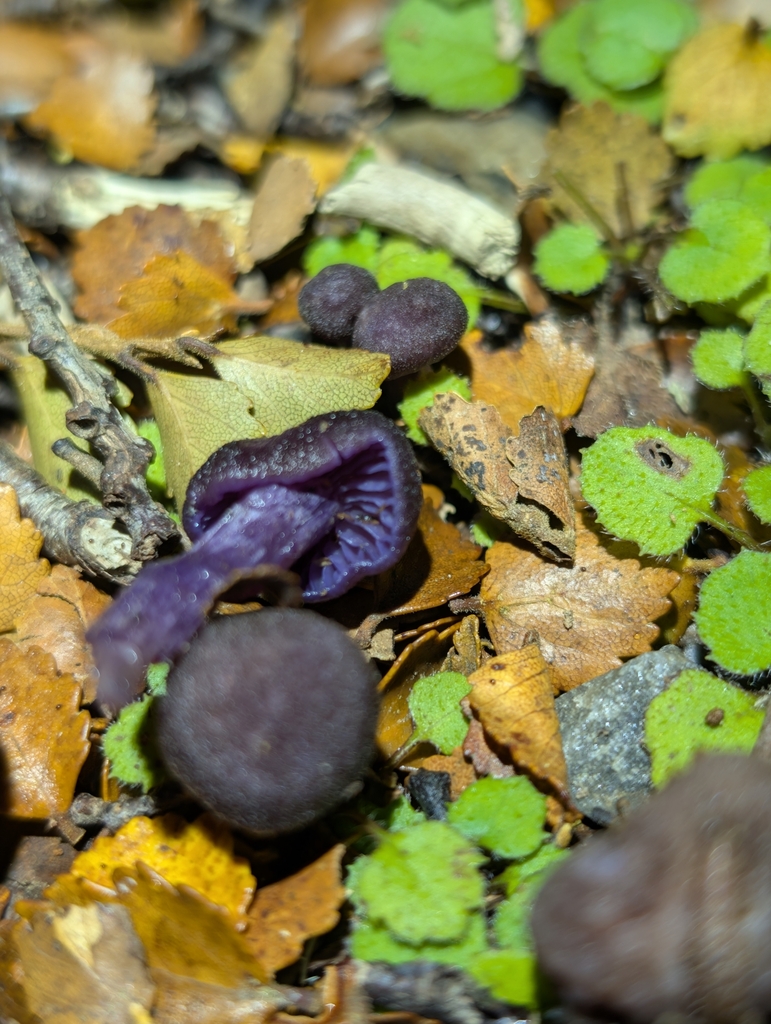 Laccaria violaceonigra · April 2025 · photo: © nbir012 (iNaturalist, cc0)