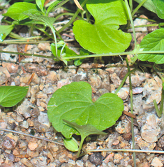 Viola palustris