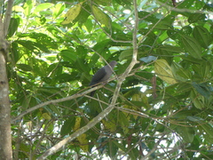 Patagioenas plumbea