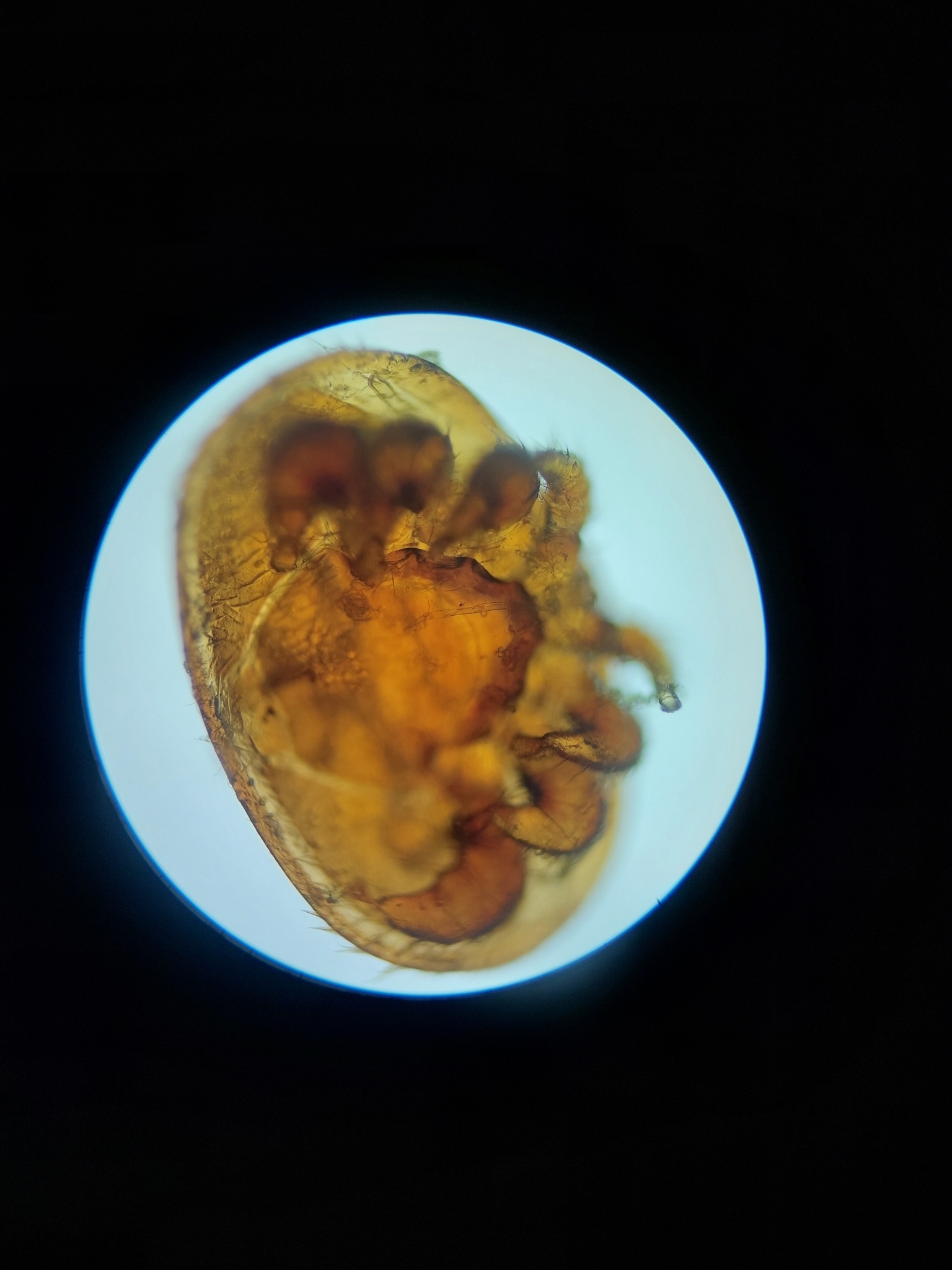 Varroa destructor Anderson & Trueman, 2000