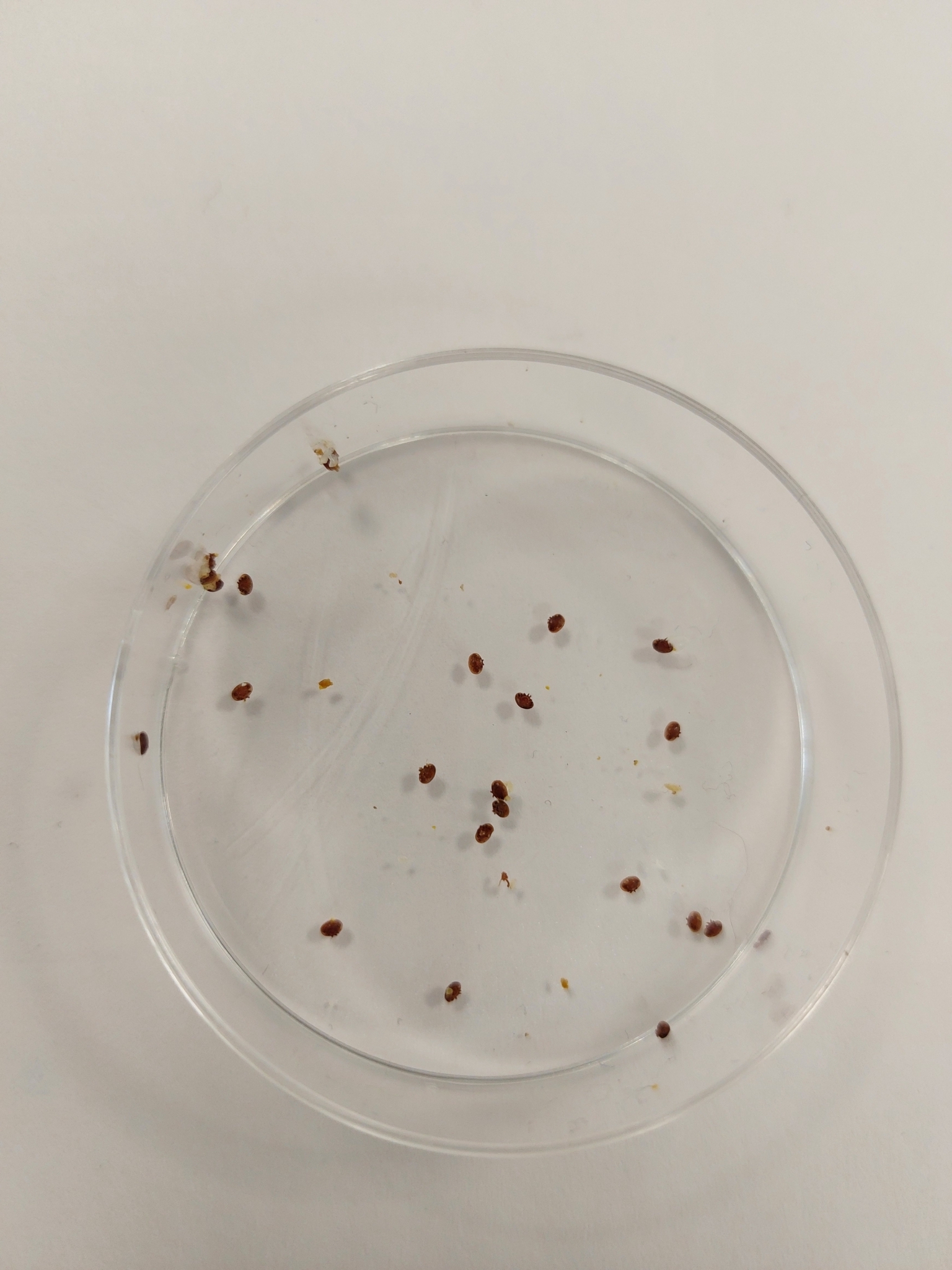 Varroa destructor Anderson & Trueman, 2000