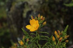 Hypericum goyanesii