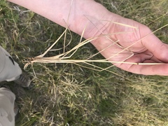 Agrostis aequivalvis