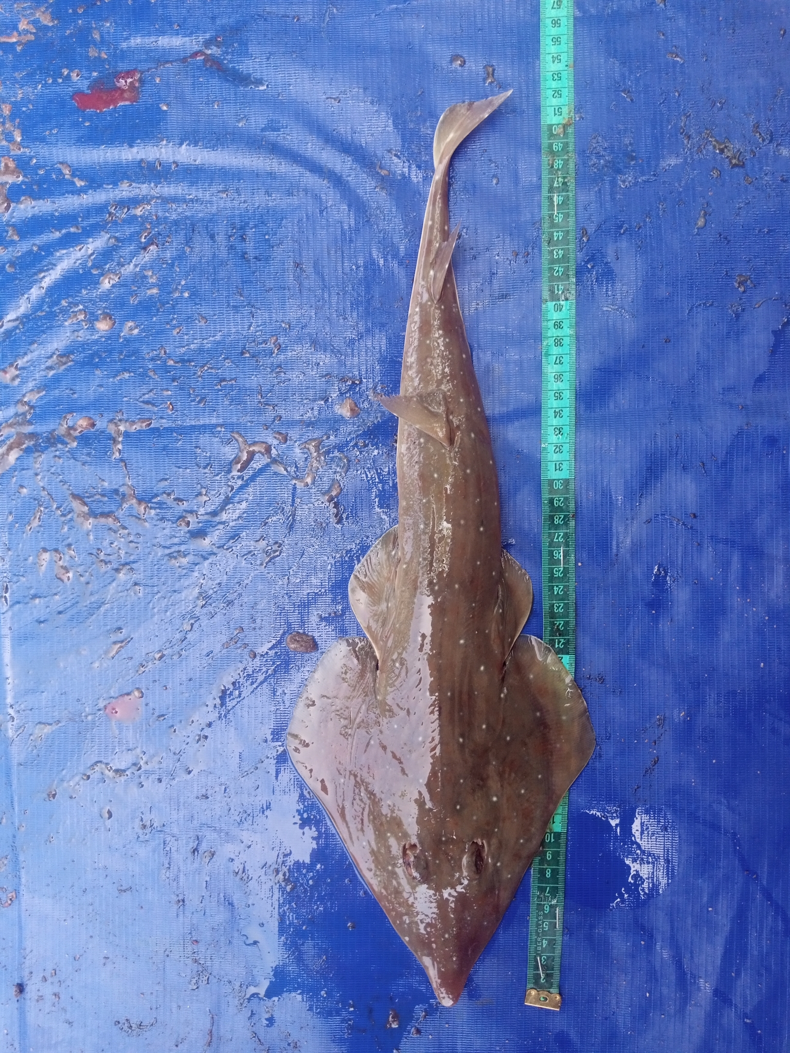 Whitespotted Guitarfish photo 4