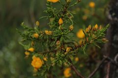 Hypericum goyanesii