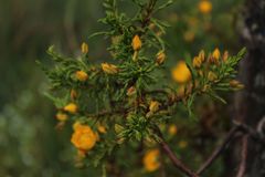 Hypericum goyanesii