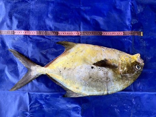 Shortfin pompano (Trachinotus teraia) — Carangidae