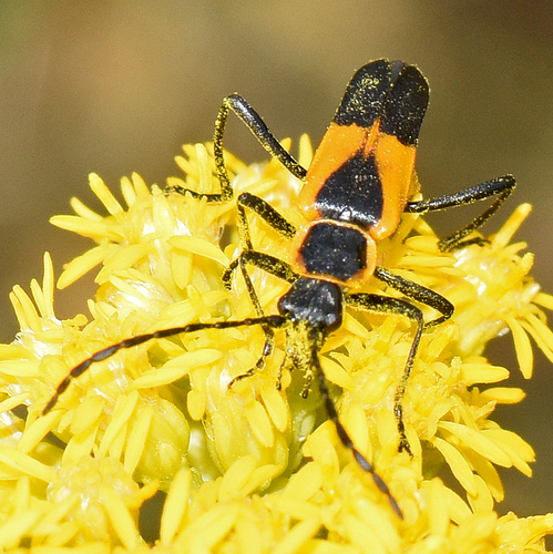 Colorado Soldier Beetle