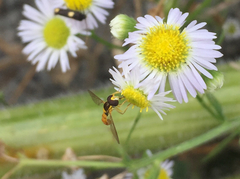 Sphaerophoria menthastri