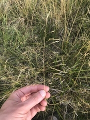 Agrostis aequivalvis