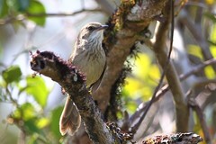 Acrocephalus newtoni
