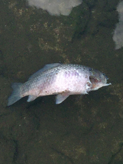 Cyprinus carpio