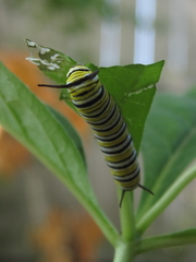 Danaus plexippus