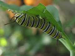 Danaus plexippus