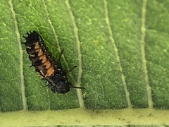 Harmonia axyridis