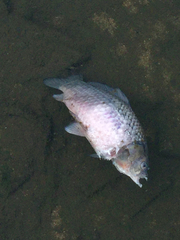 Cyprinus carpio