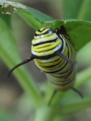 Danaus plexippus