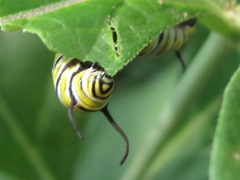 Danaus plexippus