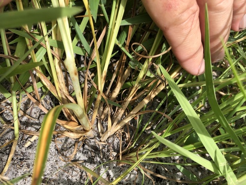 Cyperus ovatus image