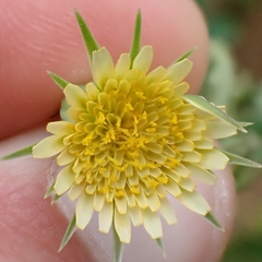 Stebbinsoseris heterocarpa