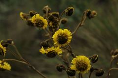 Espeletia boyacensis