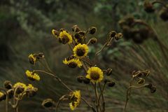 Espeletia boyacensis