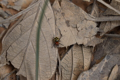 Micrathena glyptogonoides