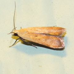 Anacampsis fullonella