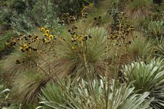 Espeletia boyacensis