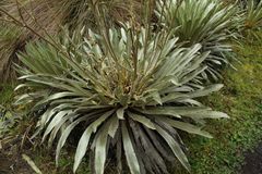 Espeletia boyacensis