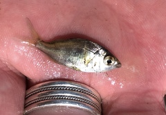 Eucinostomus argenteus