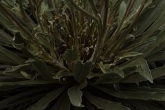 Espeletia boyacensis