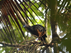 Chamaepetes goudotii